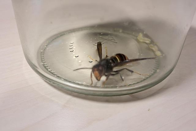 Imker fordern von der Gemeinde Kleines Wiesental Unterstützung gegen die Asiatische Hornisse Imker fordern von der Gemeinde Kleines Wiesental Unterstützung gegen die Asiatische Hornisse