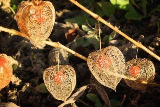 Fruchtschmuck im heimischen Garten: Mit Tau, Raureif oder Schneehubchen