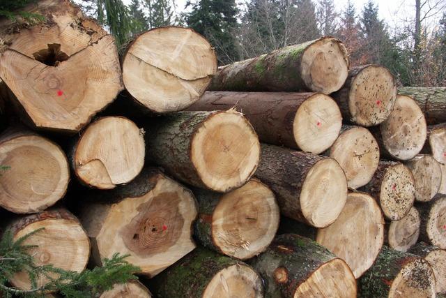 Gemeindewald plant geringeren Holzeinschlag und Investitionen in Waldwege