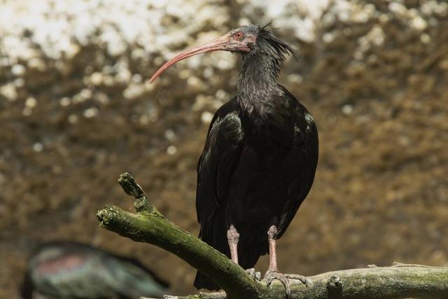 Warum war Waldrapp Zoppo so besonders? Warum war Waldrapp Zoppo so besonders?