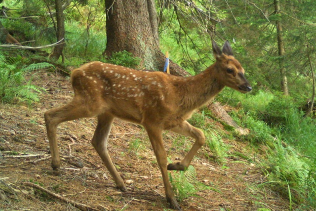 Warum Freiburger Forscher einer KI beibringen, Rehe und Rotkehlchen zu erkennen Warum Freiburger Forscher einer KI beibringen, Rehe und Rotkehlchen zu erkennen