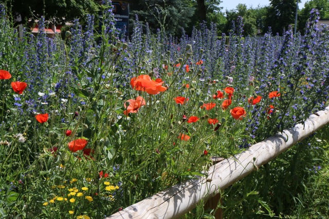 Wildblumen, wie hier beim Natur-nah-da...nzen blühten auch in Efringen-Kirchen.  | Foto: ZVG / NABU Wildblumen, wie hier beim Natur-nah-da...nzen blühten auch in Efringen-Kirchen.  | Foto: ZVG / NABU