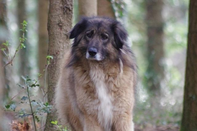 Hund Tessa berlebte sieben Jahre im Wald - ein Zufall brachte sie wieder zu ihrer Familie