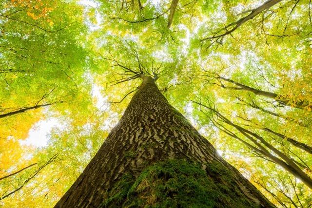 Dem Wald im Kleinen Wiesental geht es  besser