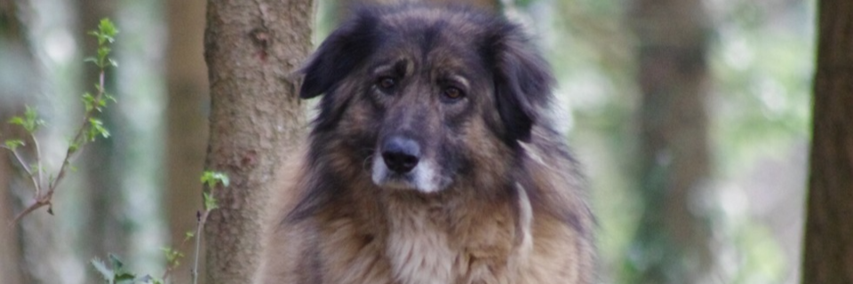 Hund Tessa berlebte 7 Jahre im Wald - ein Zufall brachte sie wieder zu ihrer Familie