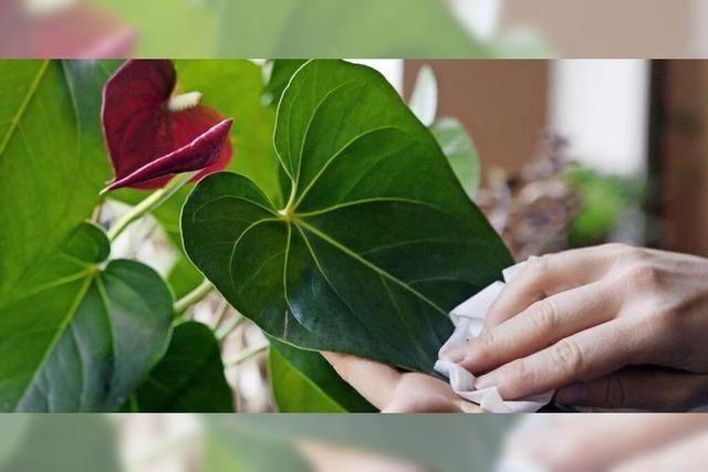 Zimmerpflanzen sollten auch mal duschen