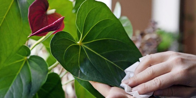 Einmal wischen, bitte: Eine Staubschic...egewinnung einer Pflanze einschrnken.  | Foto: Silvia Marks/dpa