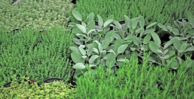 Kraftvolle Kruter fr die Gartenapoth...ubereiten, die bei Erkltungen helfen.  | Foto: Ina Fassbender/dpa