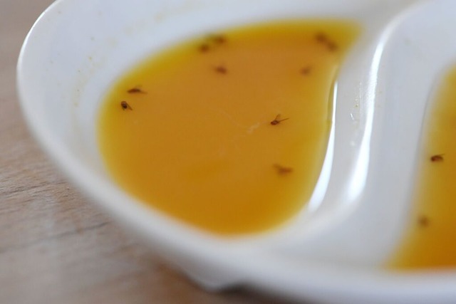 Mit einer Mixtur aus Essig, Fruchtsaft...el schnappt die Fruchtfliegenfalle zu. | Foto: Andrea Warnecke (dpa) Mit einer Mixtur aus Essig, Fruchtsaft...el schnappt die Fruchtfliegenfalle zu. | Foto: Andrea Warnecke (dpa)