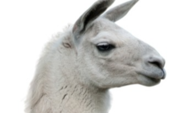 Drama mit Lama, oder: Das blde Vieh will einfach nicht ins Wasser