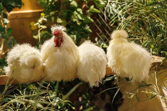 Fotos: So s waren die Tiere bei der Kleintierschau in Umkirch