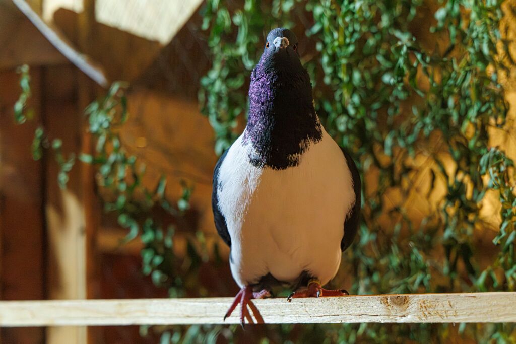 Eindrcke von der Kleintierschau in der Umkircher Festhalle. Die Veranstalter waren zufrieden mit den Besucherzahlen – sowohl am Samstag als auch Sonntag seien zahlreiche Besucher und Zchter dabei gewesen.