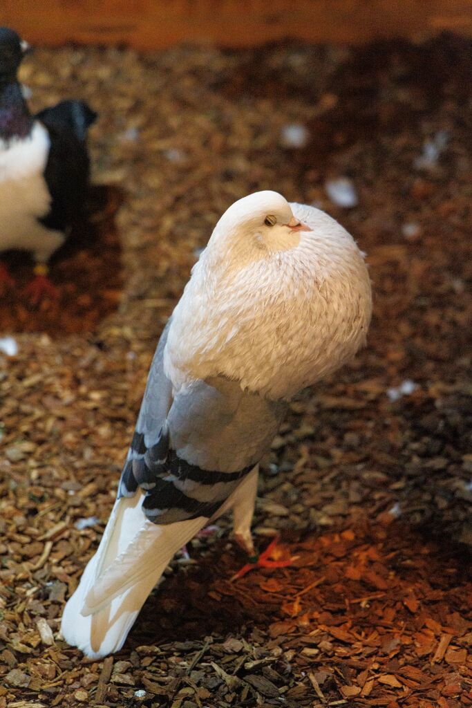 Eindrcke von der Kleintierschau in der Umkircher Festhalle. Die Veranstalter waren zufrieden mit den Besucherzahlen – sowohl am Samstag als auch Sonntag seien zahlreiche Besucher und Zchter dabei gewesen.