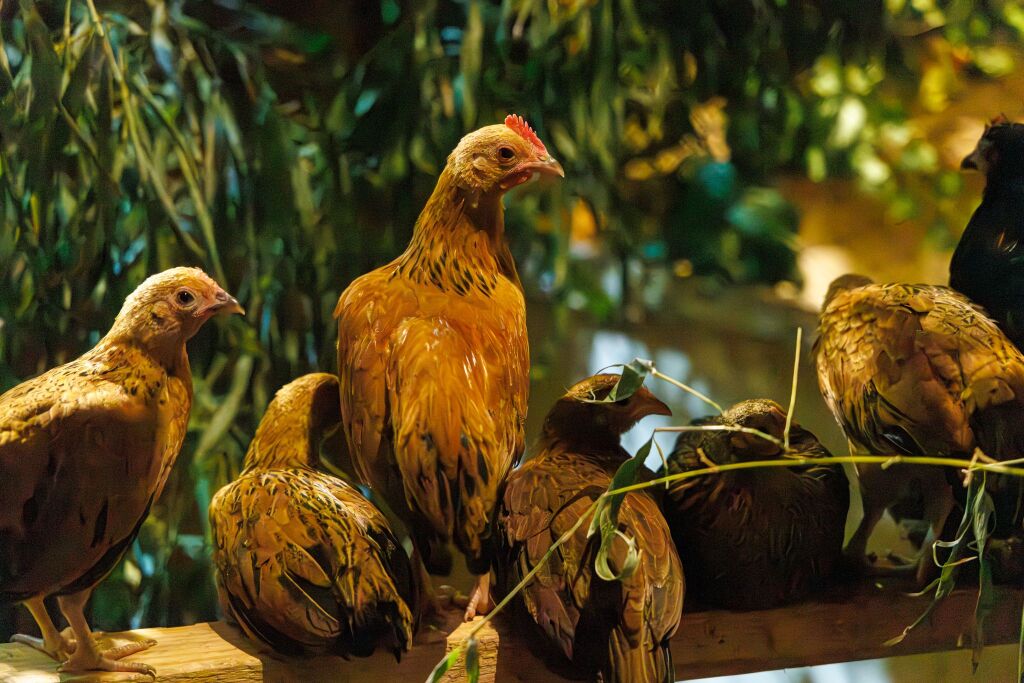 Eindrcke von der Kleintierschau in der Umkircher Festhalle. Die Veranstalter waren zufrieden mit den Besucherzahlen – sowohl am Samstag als auch Sonntag seien zahlreiche Besucher und Zchter dabei gewesen.