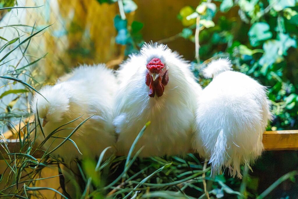 Eindrcke von der Kleintierschau in der Umkircher Festhalle. Die Veranstalter waren zufrieden mit den Besucherzahlen – sowohl am Samstag als auch Sonntag seien zahlreiche Besucher und Zchter dabei gewesen.
