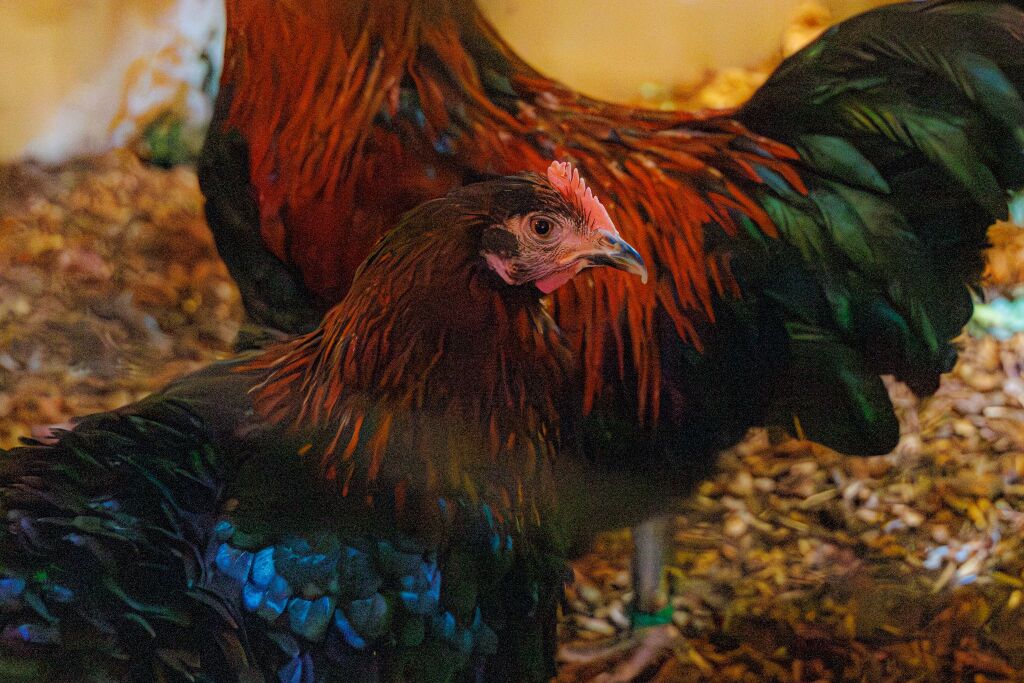 Eindrcke von der Kleintierschau in der Umkircher Festhalle. Die Veranstalter waren zufrieden mit den Besucherzahlen – sowohl am Samstag als auch Sonntag seien zahlreiche Besucher und Zchter dabei gewesen.