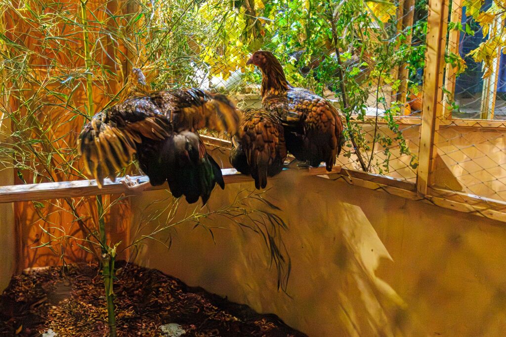 Eindrcke von der Kleintierschau in der Umkircher Festhalle. Die Veranstalter waren zufrieden mit den Besucherzahlen – sowohl am Samstag als auch Sonntag seien zahlreiche Besucher und Zchter dabei gewesen.