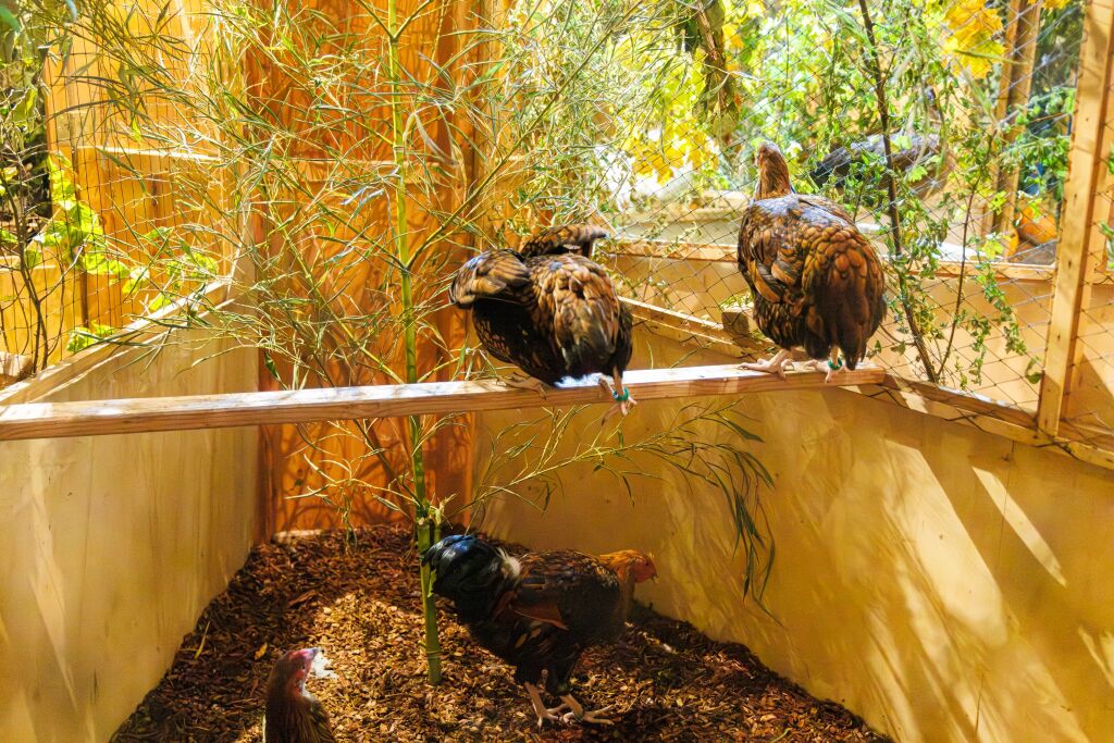 Eindrcke von der Kleintierschau in der Umkircher Festhalle. Die Veranstalter waren zufrieden mit den Besucherzahlen – sowohl am Samstag als auch Sonntag seien zahlreiche Besucher und Zchter dabei gewesen.