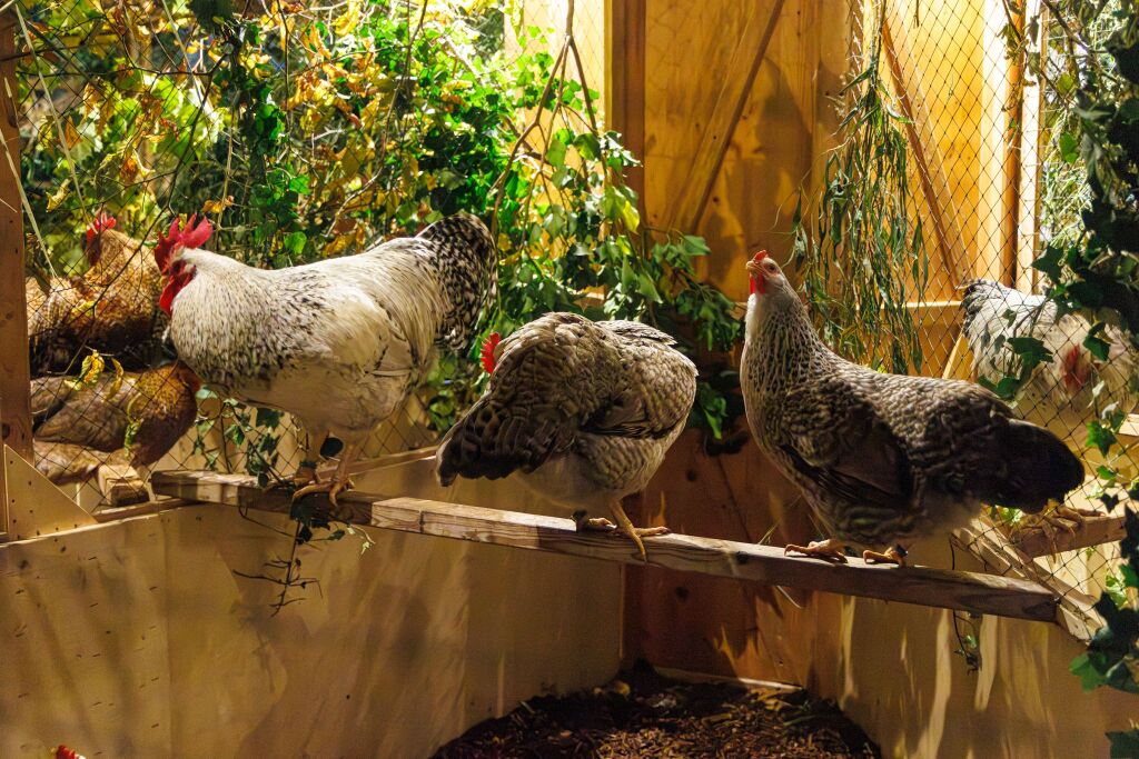 Eindrcke von der Kleintierschau in der Umkircher Festhalle. Die Veranstalter waren zufrieden mit den Besucherzahlen – sowohl am Samstag als auch Sonntag seien zahlreiche Besucher und Zchter dabei gewesen.