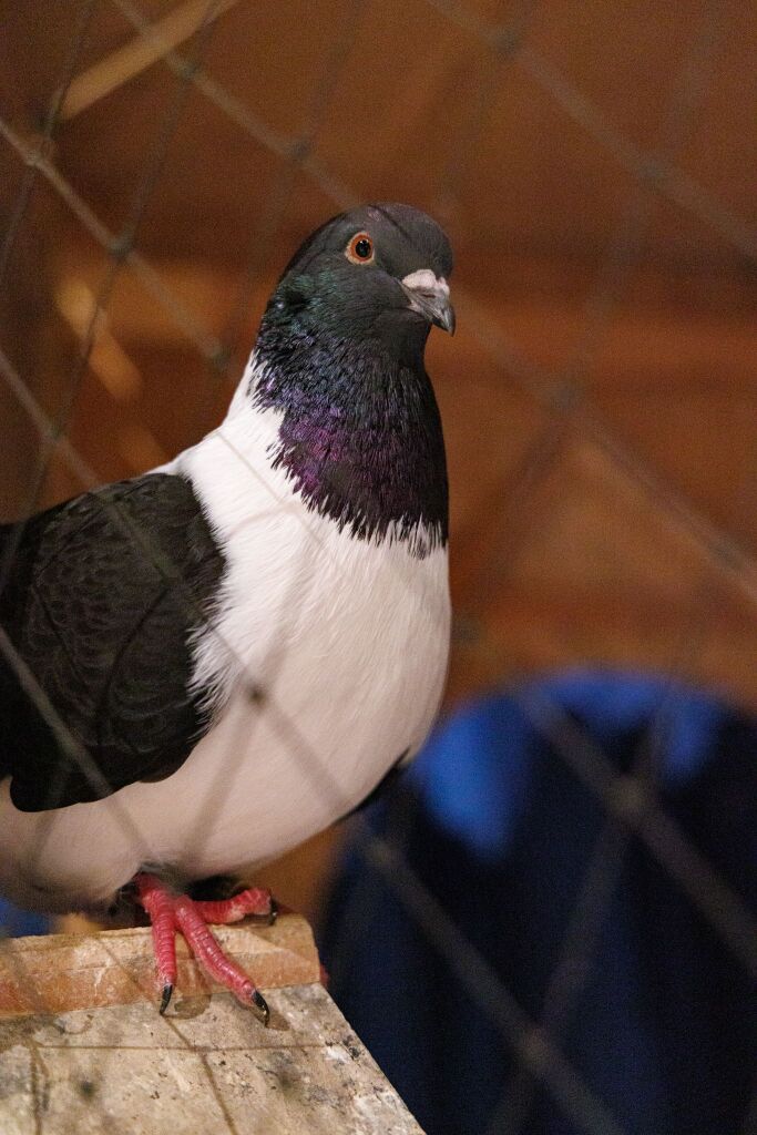 Eindrcke von der Kleintierschau in der Umkircher Festhalle. Die Veranstalter waren zufrieden mit den Besucherzahlen – sowohl am Samstag als auch Sonntag seien zahlreiche Besucher und Zchter dabei gewesen.