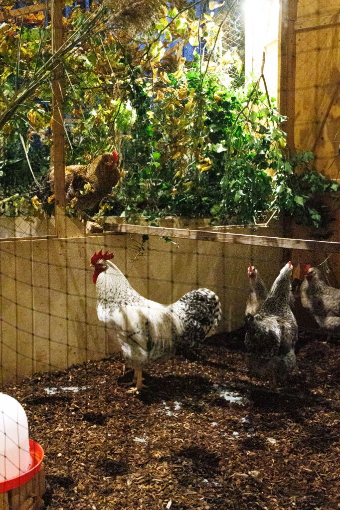 Eindrcke von der Kleintierschau in der Umkircher Festhalle. Die Veranstalter waren zufrieden mit den Besucherzahlen – sowohl am Samstag als auch Sonntag seien zahlreiche Besucher und Zchter dabei gewesen.