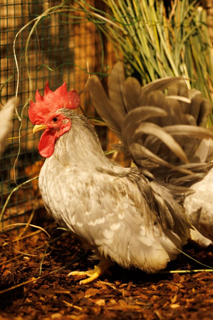 Eindrcke von der Kleintierschau in der Umkircher Festhalle. Die Veranstalter waren zufrieden mit den Besucherzahlen – sowohl am Samstag als auch Sonntag seien zahlreiche Besucher und Zchter dabei gewesen.