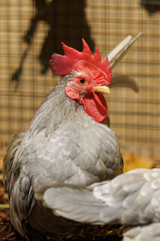 Eindrcke von der Kleintierschau in der Umkircher Festhalle. Die Veranstalter waren zufrieden mit den Besucherzahlen – sowohl am Samstag als auch Sonntag seien zahlreiche Besucher und Zchter dabei gewesen.