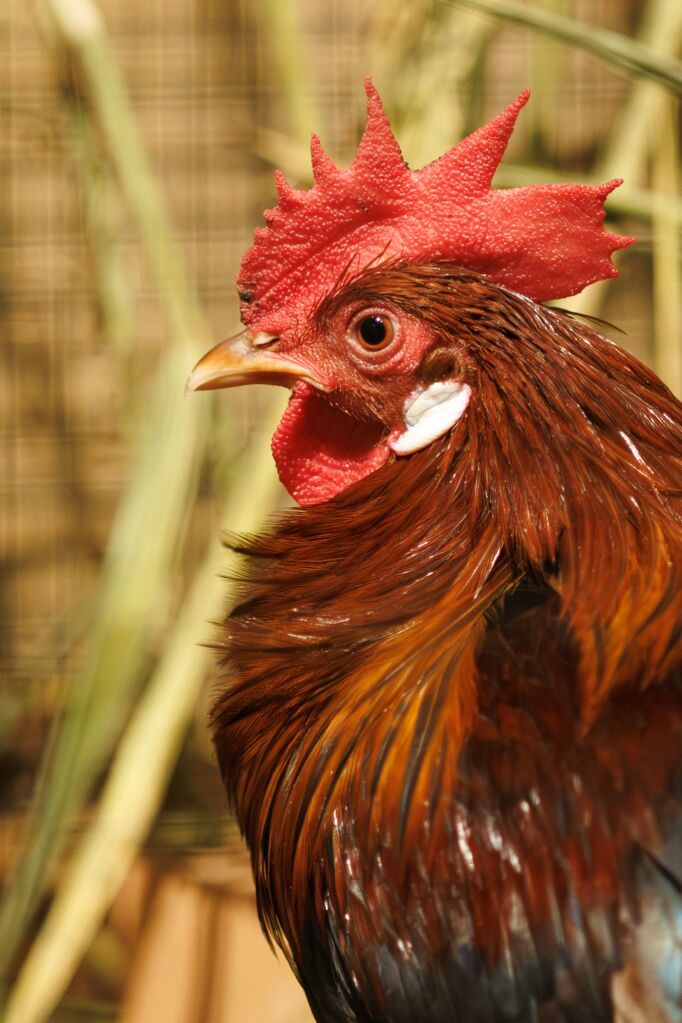 Eindrcke von der Kleintierschau in der Umkircher Festhalle. Die Veranstalter waren zufrieden mit den Besucherzahlen – sowohl am Samstag als auch Sonntag seien zahlreiche Besucher und Zchter dabei gewesen.