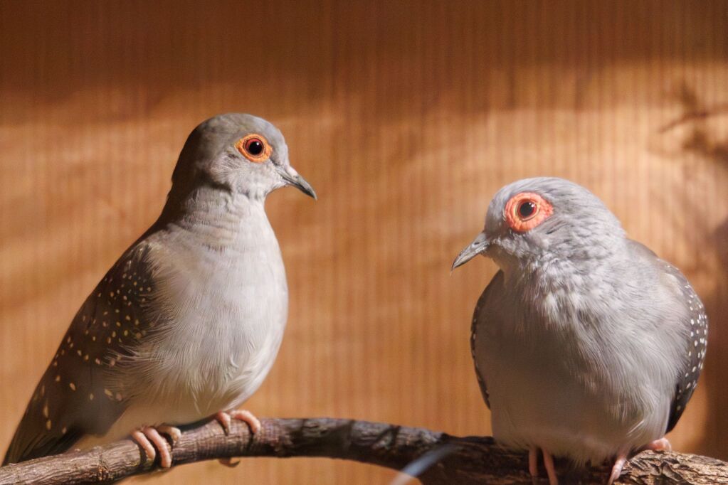 Eindrcke von der Kleintierschau in der Umkircher Festhalle. Die Veranstalter waren zufrieden mit den Besucherzahlen – sowohl am Samstag als auch Sonntag seien zahlreiche Besucher und Zchter dabei gewesen.