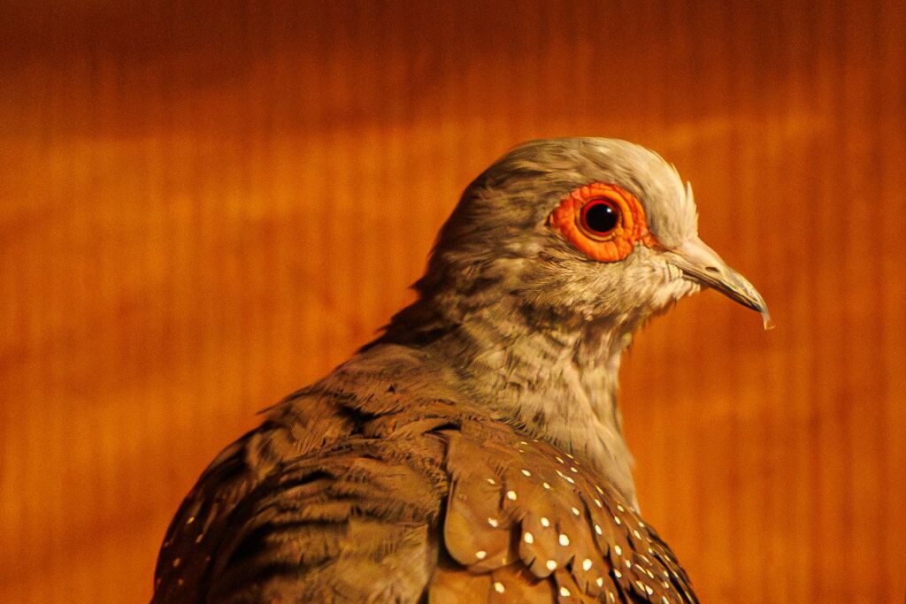 Eindrcke von der Kleintierschau in der Umkircher Festhalle. Die Veranstalter waren zufrieden mit den Besucherzahlen – sowohl am Samstag als auch Sonntag seien zahlreiche Besucher und Zchter dabei gewesen.