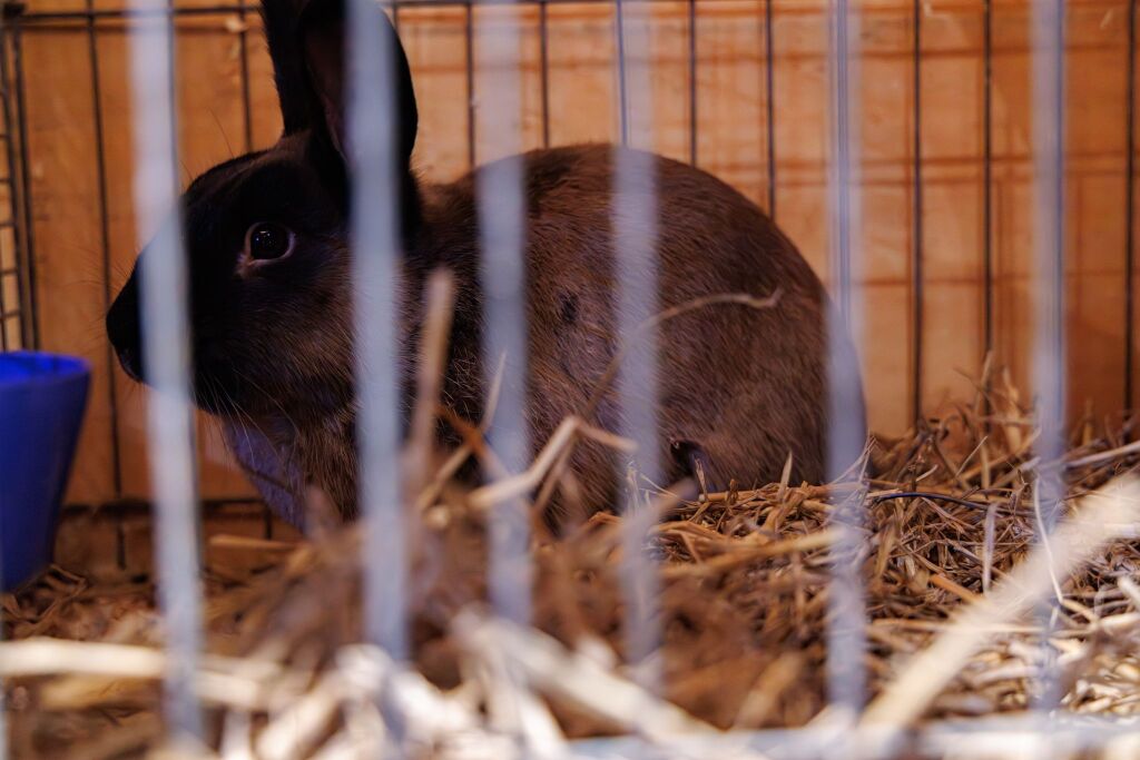 Eindrcke von der Kleintierschau in der Umkircher Festhalle. Die Veranstalter waren zufrieden mit den Besucherzahlen – sowohl am Samstag als auch Sonntag seien zahlreiche Besucher und Zchter dabei gewesen.