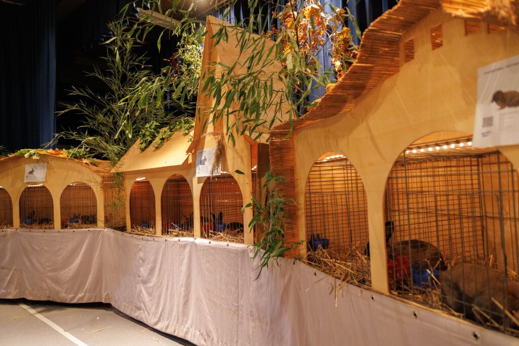 Eindrcke von der Kleintierschau in der Umkircher Festhalle. Die Veranstalter waren zufrieden mit den Besucherzahlen – sowohl am Samstag als auch Sonntag seien zahlreiche Besucher und Zchter dabei gewesen.