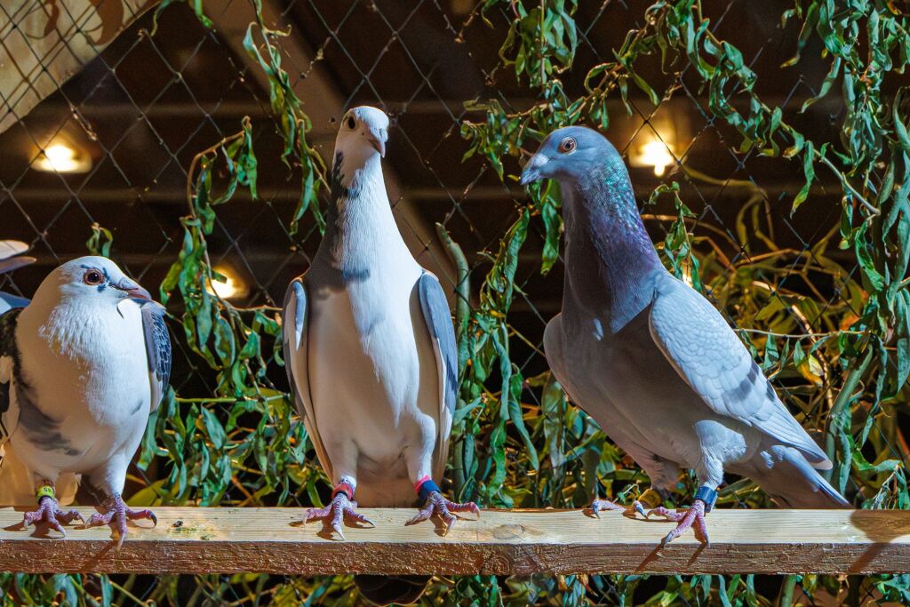 Eindrcke von der Kleintierschau in der Umkircher Festhalle. Die Veranstalter waren zufrieden mit den Besucherzahlen – sowohl am Samstag als auch Sonntag seien zahlreiche Besucher und Zchter dabei gewesen.