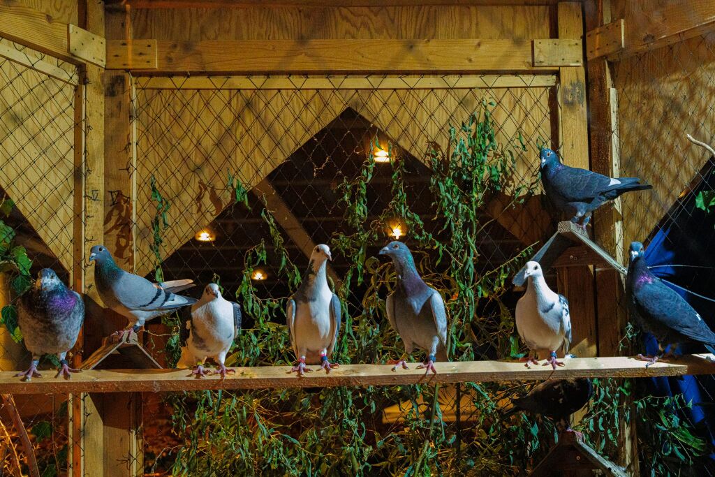 Eindrcke von der Kleintierschau in der Umkircher Festhalle. Die Veranstalter waren zufrieden mit den Besucherzahlen – sowohl am Samstag als auch Sonntag seien zahlreiche Besucher und Zchter dabei gewesen.
