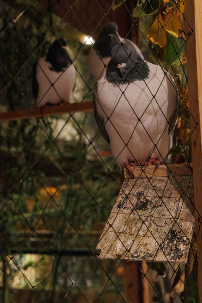 Eindrcke von der Kleintierschau in der Umkircher Festhalle. Die Veranstalter waren zufrieden mit den Besucherzahlen – sowohl am Samstag als auch Sonntag seien zahlreiche Besucher und Zchter dabei gewesen.