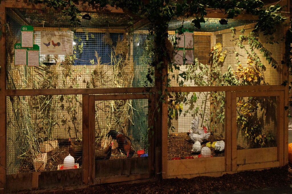 Eindrcke von der Kleintierschau in der Umkircher Festhalle. Die Veranstalter waren zufrieden mit den Besucherzahlen – sowohl am Samstag als auch Sonntag seien zahlreiche Besucher und Zchter dabei gewesen.