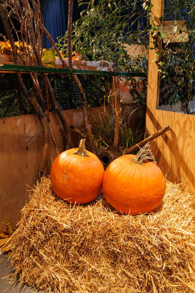 Eindrcke von der Kleintierschau in der Umkircher Festhalle. Die Veranstalter waren zufrieden mit den Besucherzahlen – sowohl am Samstag als auch Sonntag seien zahlreiche Besucher und Zchter dabei gewesen.
