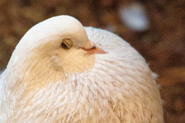 Fotos: So s waren die Tiere bei der Kleintierschau in Umkirch