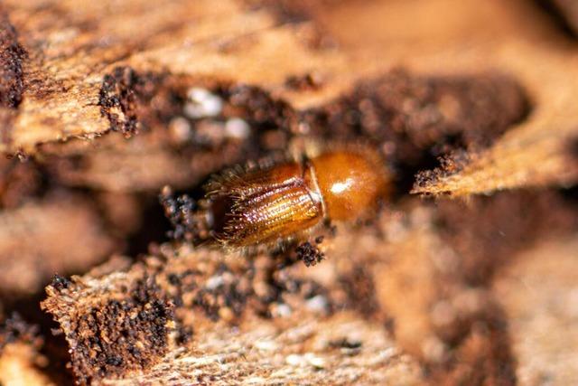 Dachsberg beschftigt sich im Gokal-Projekt mit dem Klima und seinen Risiken