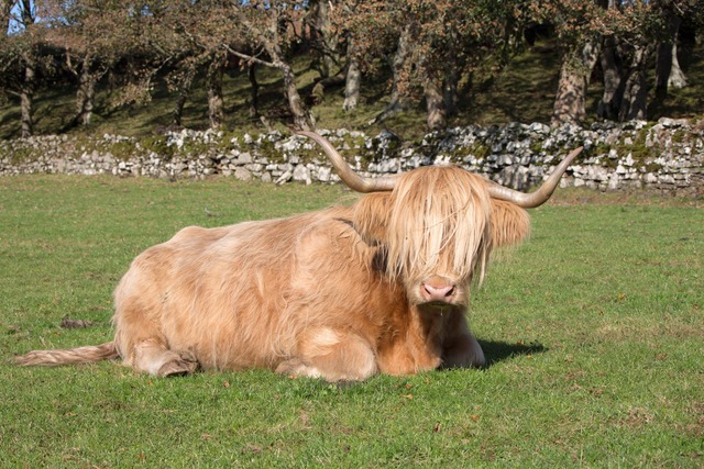 Die Volkshochschule (VHS) Lahr ldt au...egionen auf andere Art nherzubringen.  | Foto: Michael Schmidt 