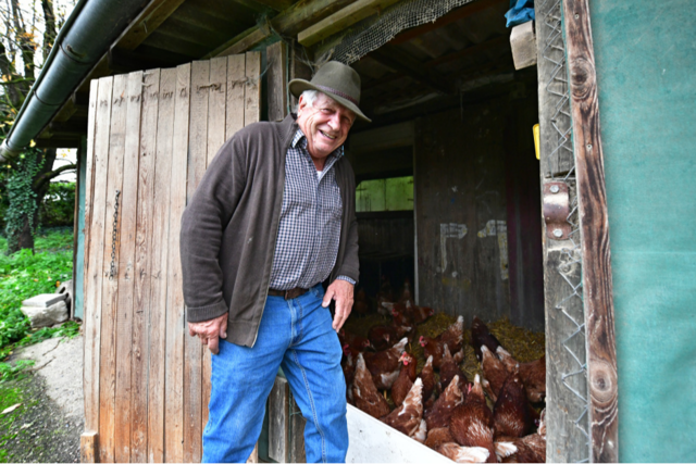 Wie ein Freiburger seine Hhner vor der Vogelgrippe schtzt