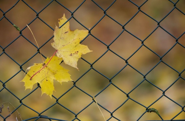 Der Herbst ist lngst da.  | Foto: Thomas Warnack (dpa)
