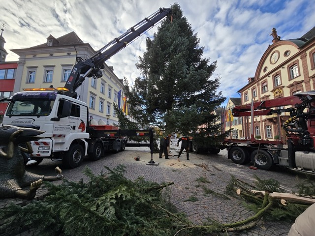 Przisionsarbeit war am Montagmorgen g... Nordmanntanne in die Halterung passte  | Foto: Ralph Fautz