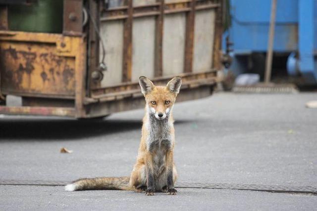 "Es bleiben wilde Tiere" – Wildtierbeauftragter gibt Tipps zum Umgang mit Wildtieren in Siedlungen