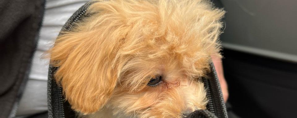 Freiburger Polizei stoppt illegalen Welpenhandel an Autobahnparkplatz