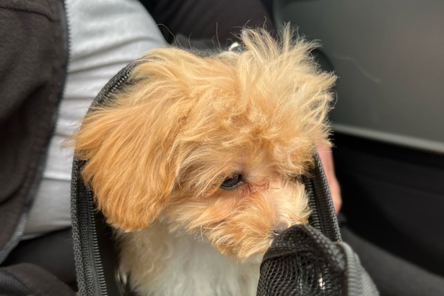 Einer der abgemagerten Hunde, die die Polizei gerettet hat.  | Foto: Polizei Freiburg