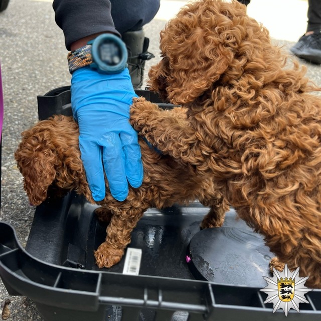 Zwei der sichergestellten Welpen  | Foto: Polizei Freiburg