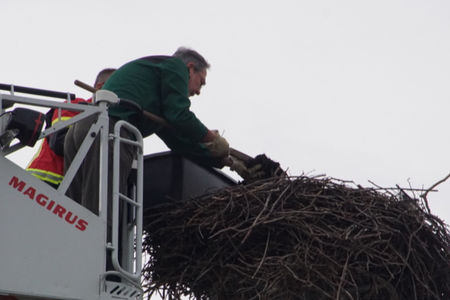 Storchennester in Kenzingen sind bereit fr das Frhjahr