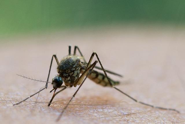 Schweizerisches Tropeninstitut testet neuen Malaria-Impfstoff in Tansania erfolgreich