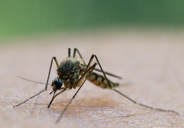 Eine Mcke saugt Blut.  | Foto: Patrick Pleul